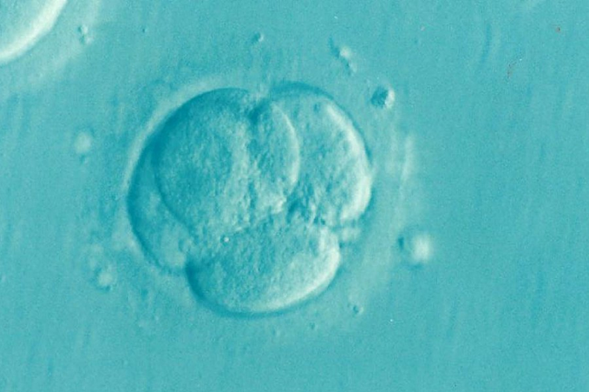 ScienceDirect: наночастицы пластика проникают в развивающиеся органы эмбрионов