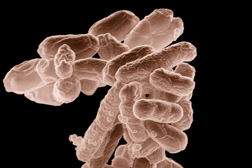 Новый метод лечения инфекций использует бактериофаги вместо антибиотиков