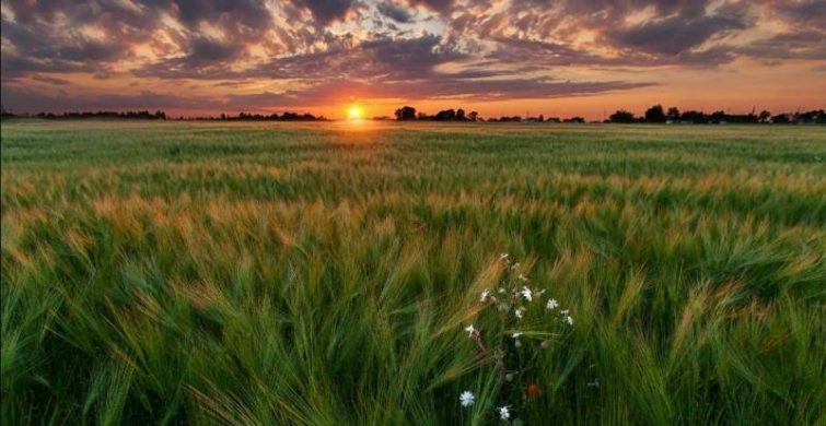 Народный праздник День Варнавы отмечают 24 июня 2024 года