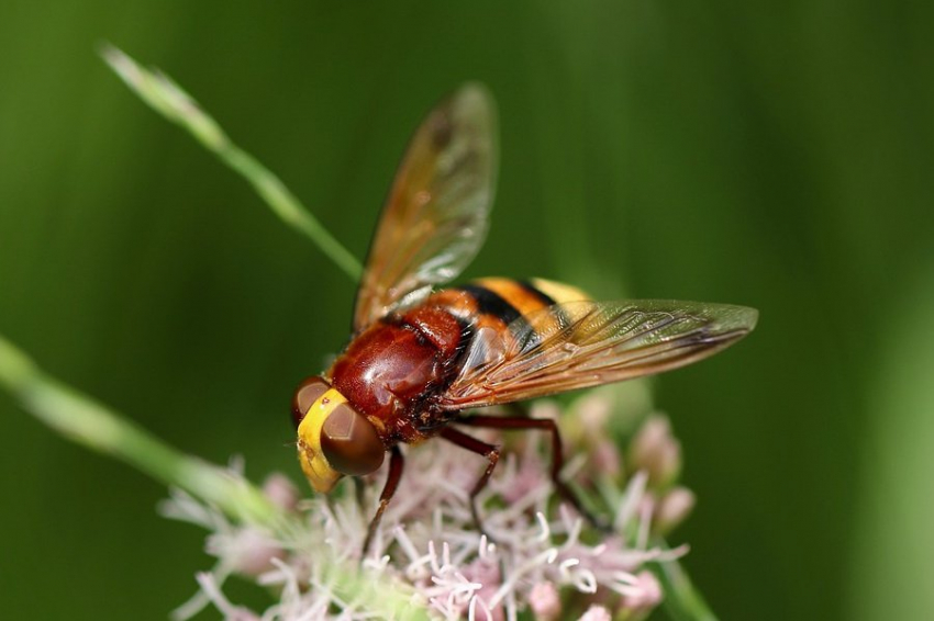 Иркутскую область атаковала новая для региона кровососущая муха