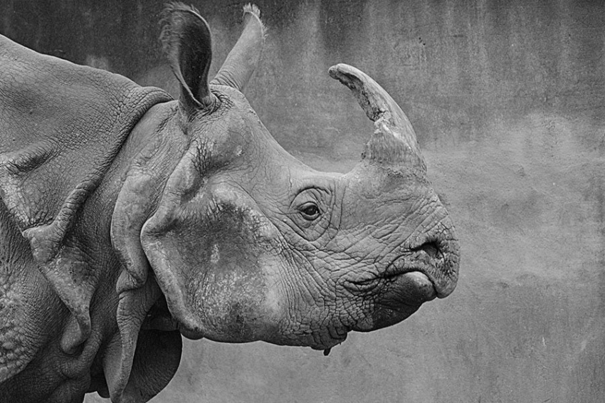 PNAS: смертельный удар привел к вымиранию шерстистого носорога