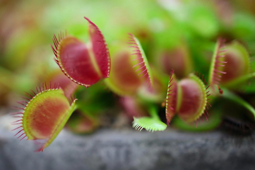 Учёные создали механосенсор, вдохновившись Венериной мухоловкой