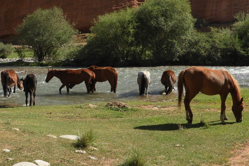 Nature: лошадей приручили со второй попытки