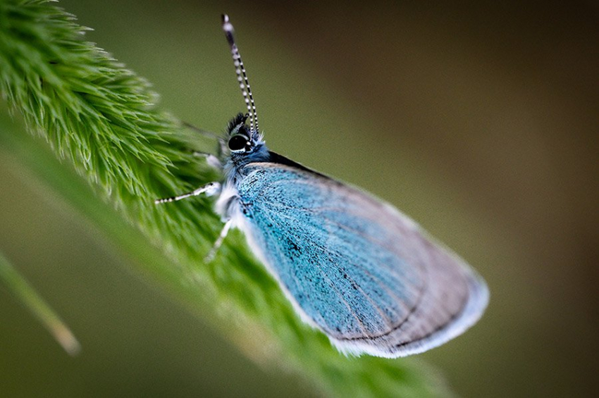 PLOS ONE: стихи хайку могут пролить свет на отношения человека с насекомыми