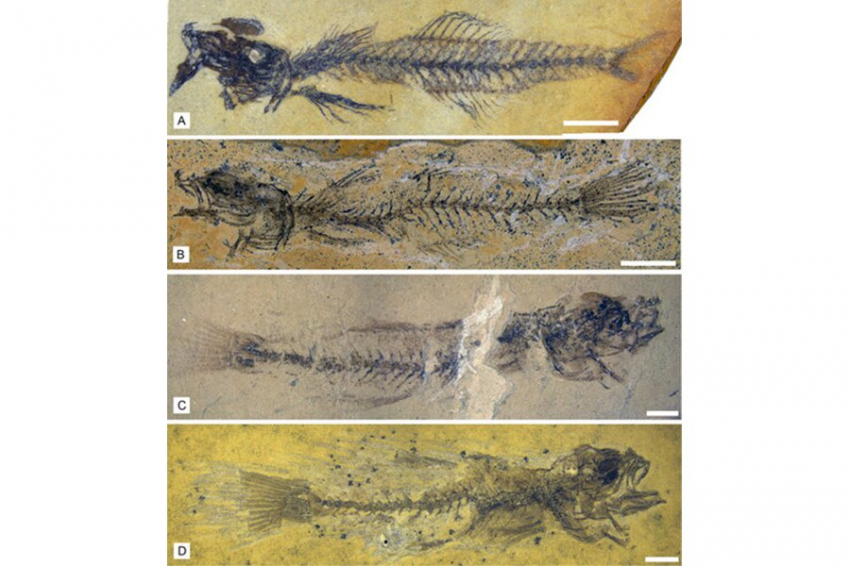 Палеонтологи определили новый род ископаемых рыб