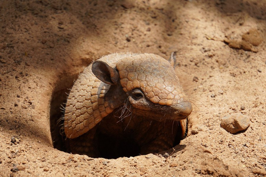 Исследователи идентифицировали загадочный новый вид броненосца