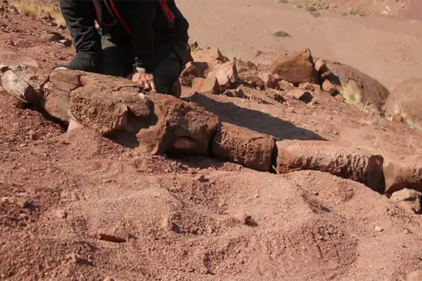 Гигантский хищник, похожий на саламандру, обитал в Намибии 280 млн лет назад