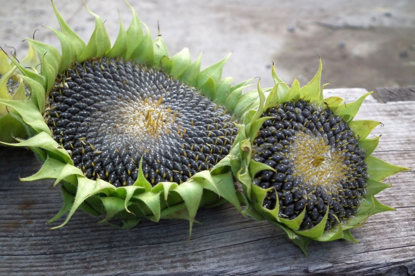 Выяснилось, что семечки подсолнуха защищают организм от множества серьезных заболеваний