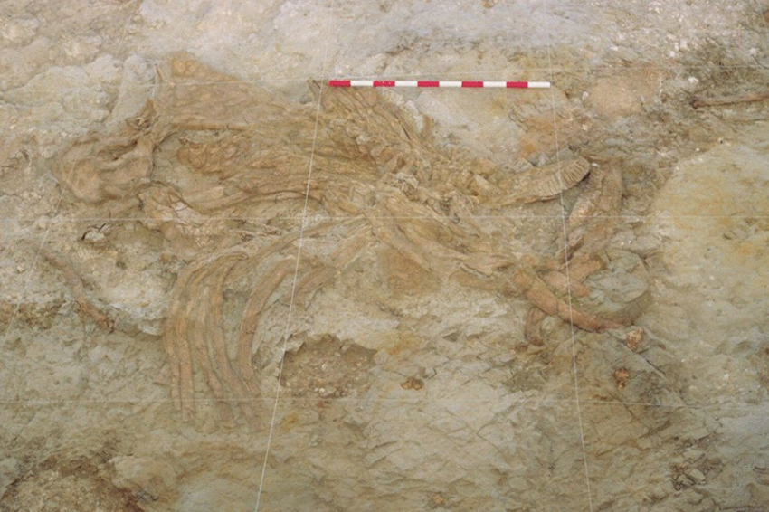 Ловушка из зыбучих песков возрастом миллион лет обнаружена на «кладбище слонов»