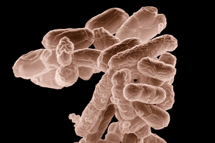 PLOS Pathogens: гемофильная палочка манипулирует иммунной системой человека