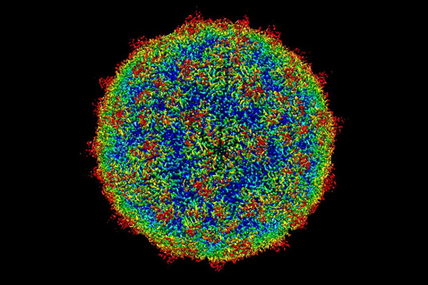 Новая модель объясняет точное время взрыва вирусных клеток