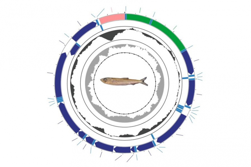 В Краснодарском крае нашли «исчезнувшую» абраускую сардельку 