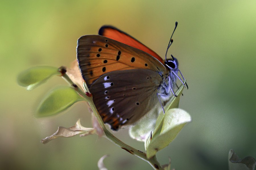 Бабочки накапливают статическое электричество, чтобы притянуть пыльцу