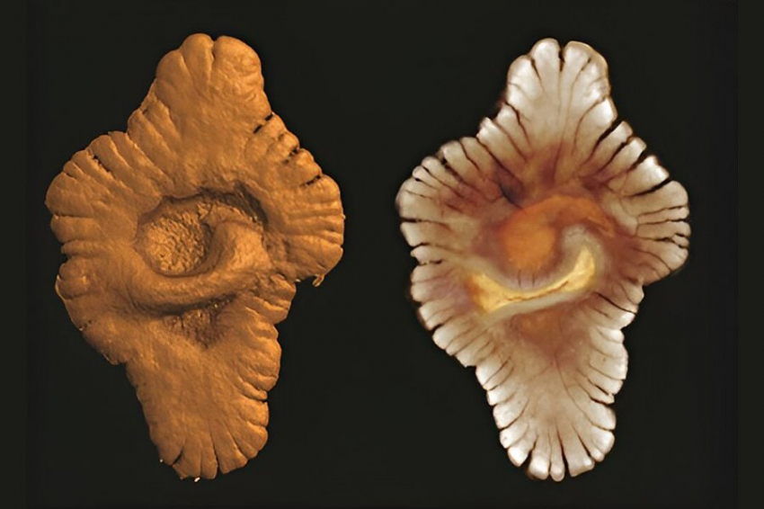 PR: сложная жизнь на Земле зародилась на 1,5 млрд лет раньше, чем считалось