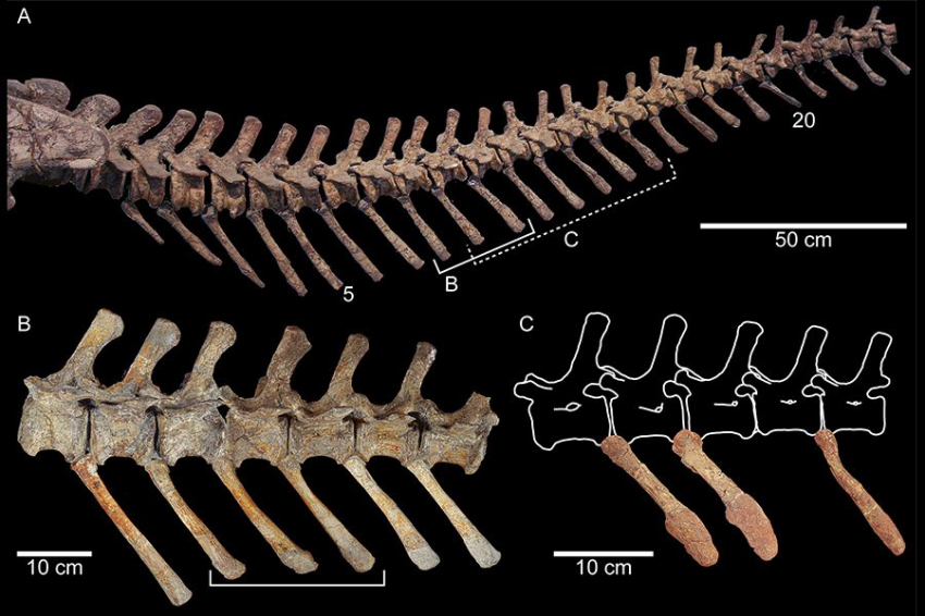 Ученые получили новые данные об одном из древнейших динозавров Европы