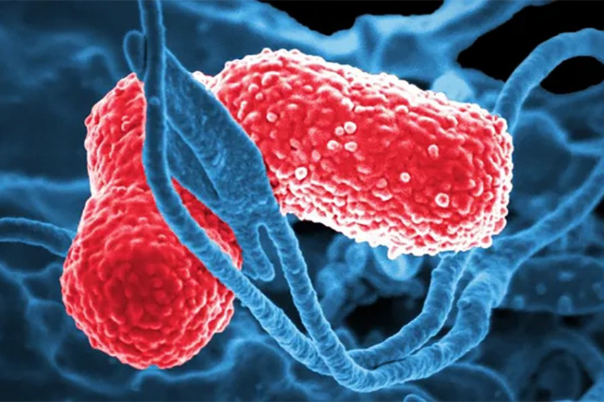 Опасные штаммы «гипервирулентного» супербактерии обнаружены в 16 странах