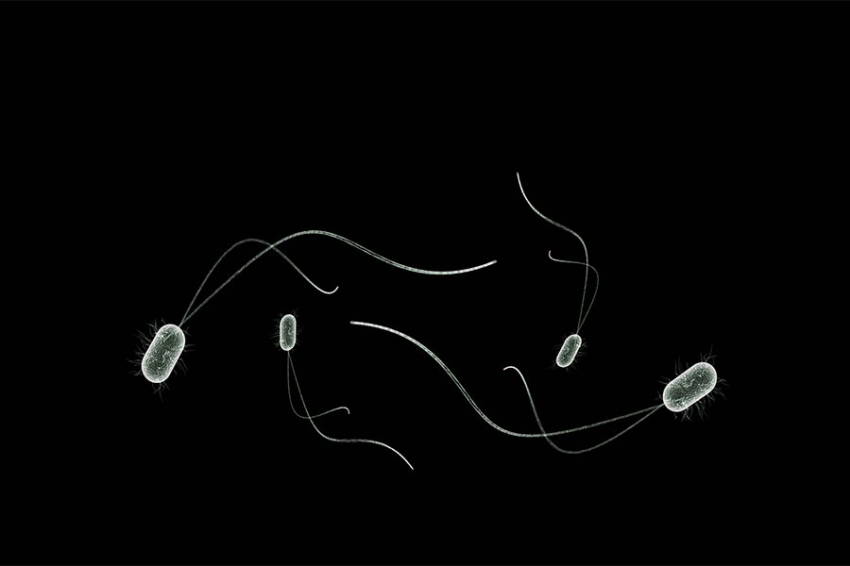 ICHE: супербактерии распространяются в семьях после недавней госпитализации