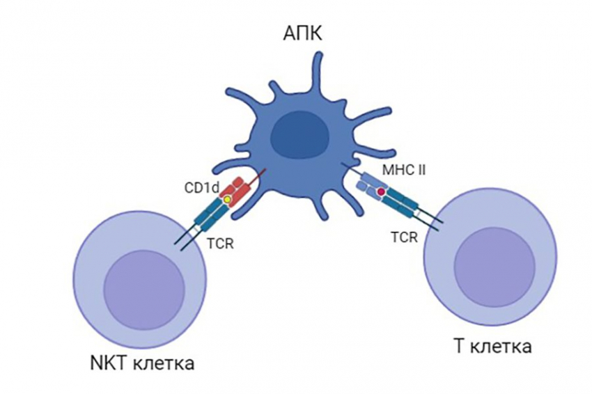 Голые землекопы утратили защищающие от инфекций белки