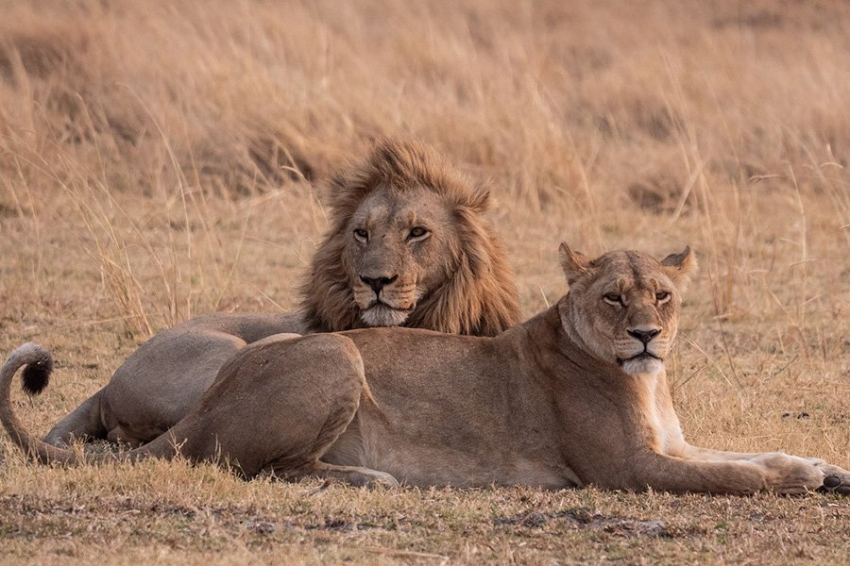 Current Biology: самцы и самки львов по-разному общаются на протяжении жизни
