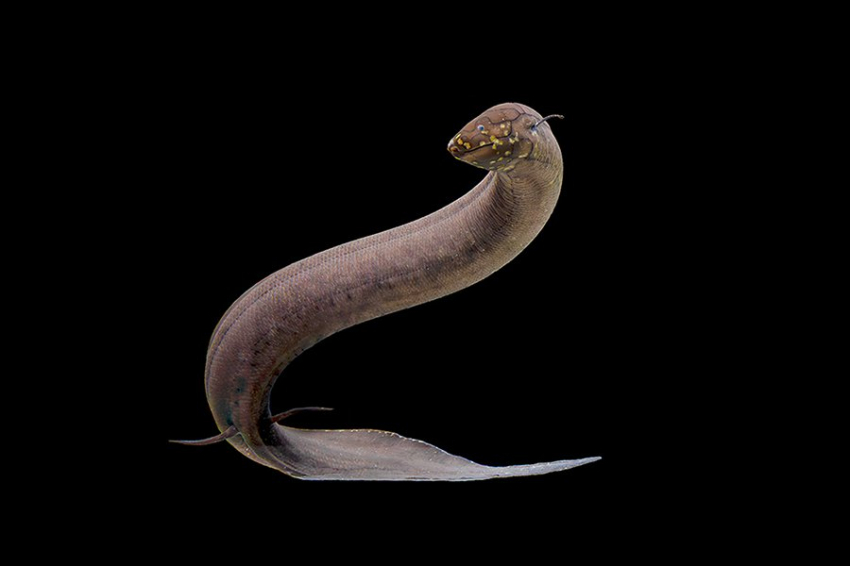 Ученые обнаружили странную рыбу, у которой ДНК в 30 раз больше, чем у человека