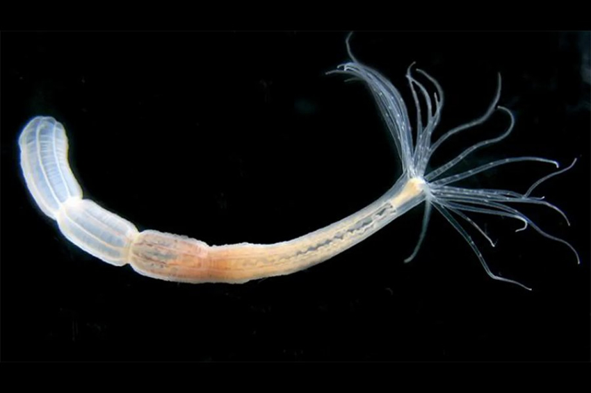 Исследователи обнаружили потенциальные бессмертные стволовые клетки в актиниях