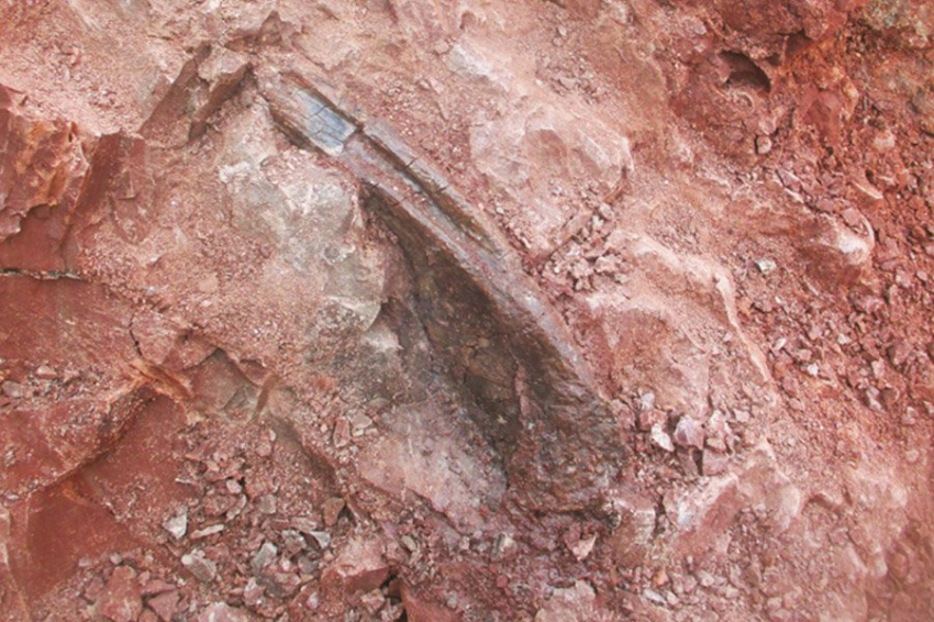 В Киргизии обнаружен новый хищный динозавр с характерной «бровью»