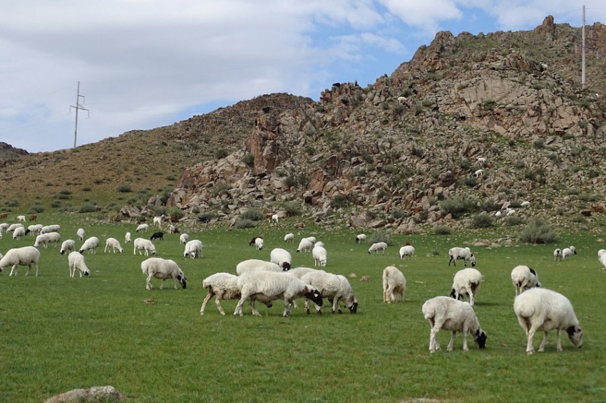 В Европе вспыхнула новая волна вируса, убивающего домашний скот