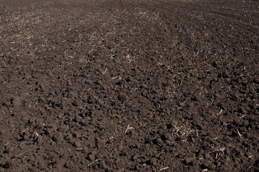 Почвенные вирусы путешествуют на крошечных червях, чтобы заразить новых жертв