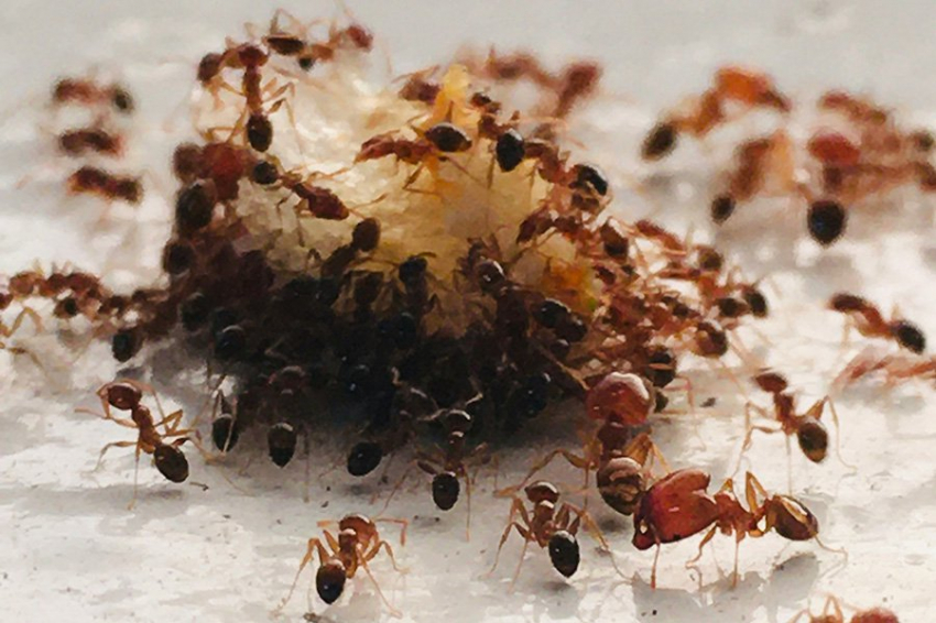 Более крупные колонии муравьев стимулируют эволюцию рабочих каст
