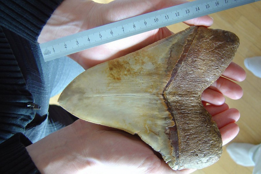 Палеонтологам СГУ удалось найти зубы предка мегалодона