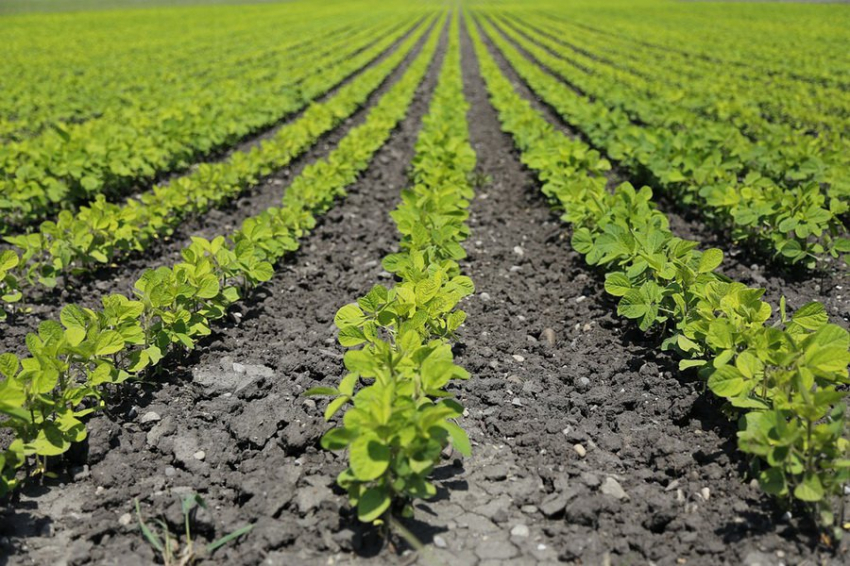 Ученые создали способ, позволяющий повысить урожайность без удобрений