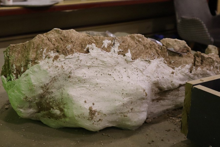 В Турции обнаружен череп «гигантской свиньи» возрастом 8 миллионов лет