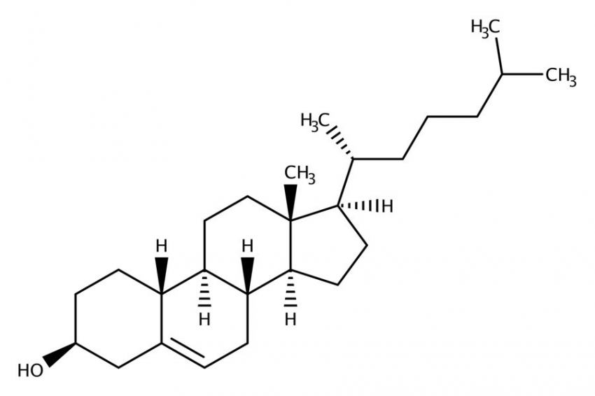 Холестерин не то враг, не то друг: мифы и реальность