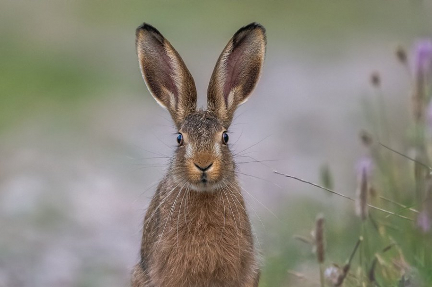 Учёные России вывели дойных кроликов