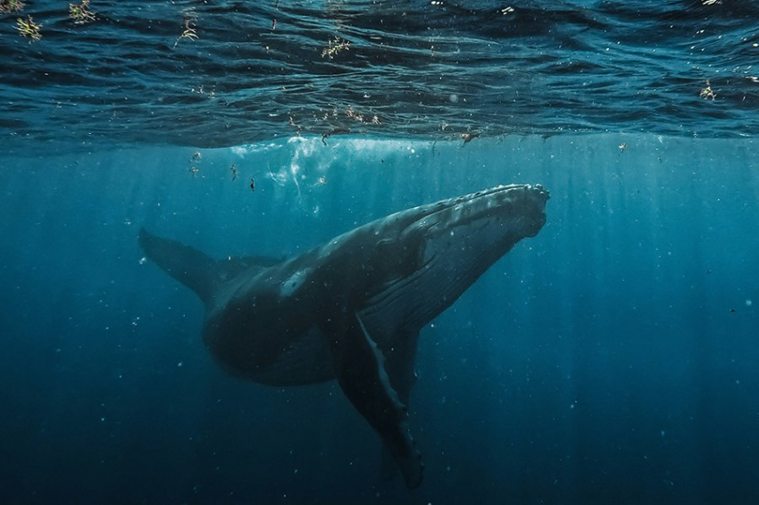 Ученые объяснили, как киты стали такими большими