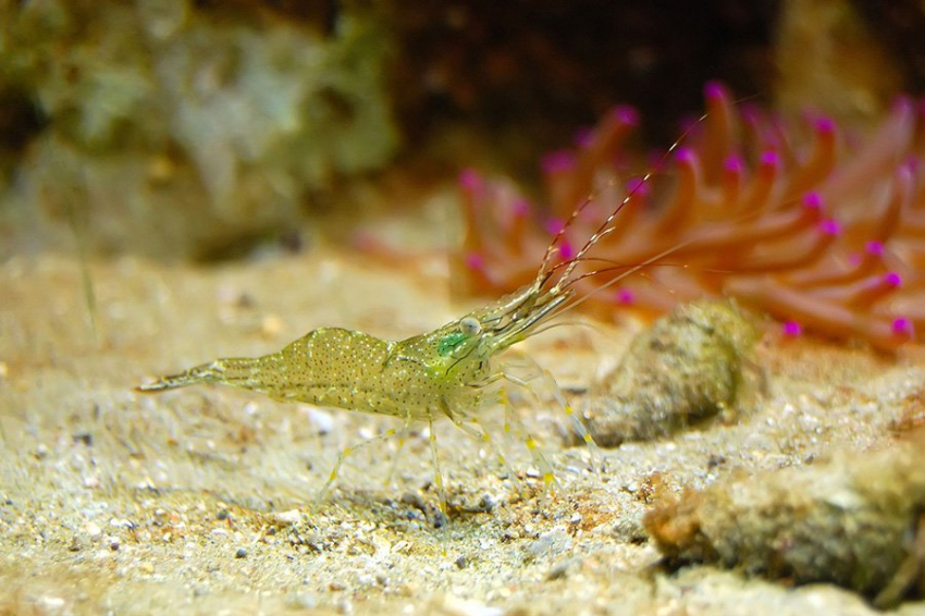 Креветки используют запах, чтобы найти дорогу домой