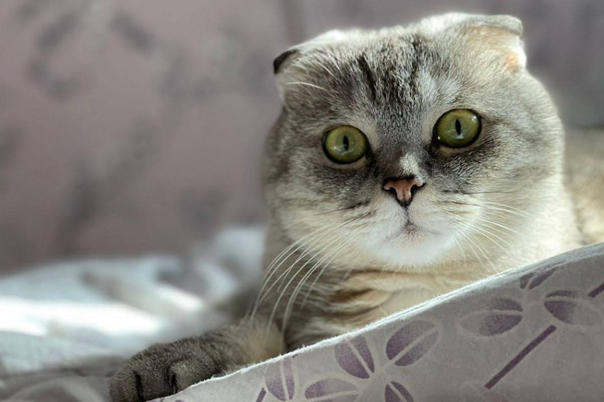 Ученые объяснили, почему поглаживание кошки генерирует статическое электричество