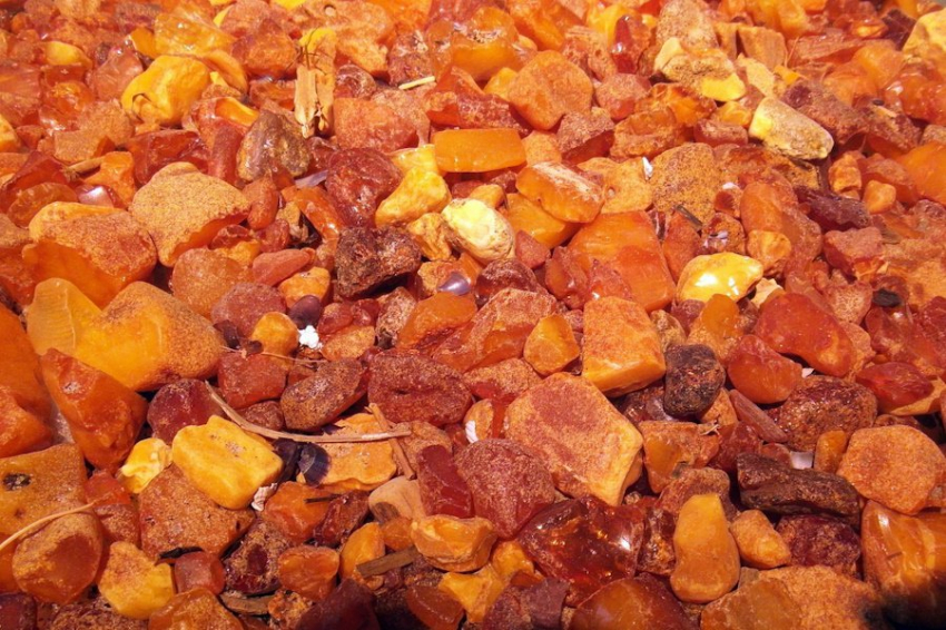 В Калининграде обнаружен новый вид древней осы в янтаре