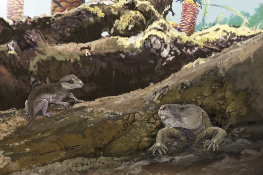 Окаменелости раскрывают раннюю эволюцию челюсти и среднего уха млекопитающих