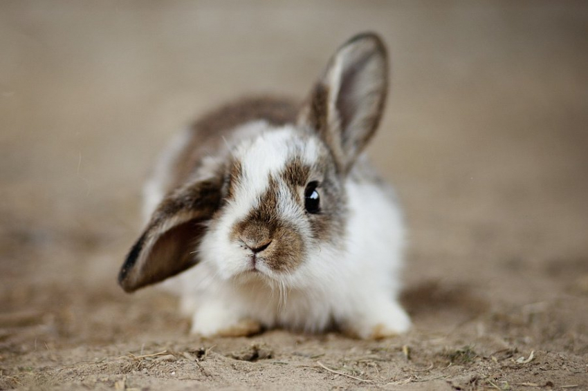 Ученые из Томска испытали электроды для «умной» одежды на кроликах
