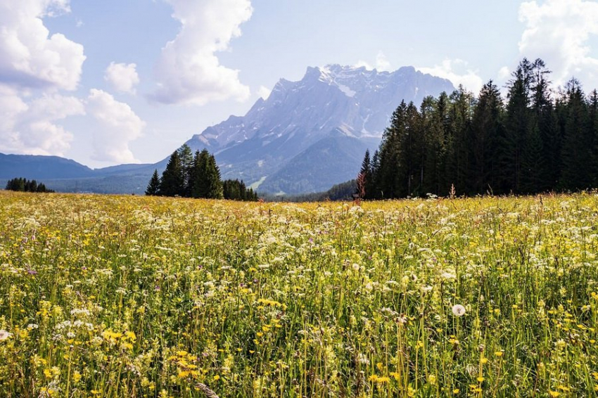 Ученые выявили 33 "зеленые загадки", скрывающие неизвестные растения
