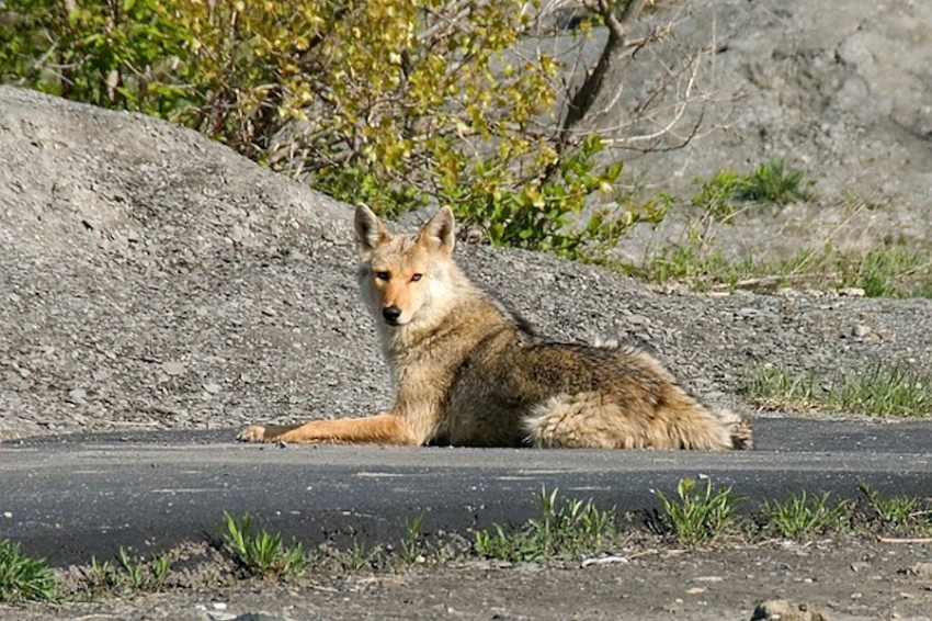 Койоты, как и собаки, умеют «щенячьи глазки»
