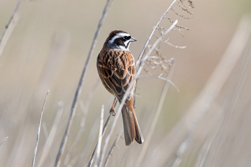 Осы-паразиты спасают редчайшую птицу от вымирания на отдаленном острове