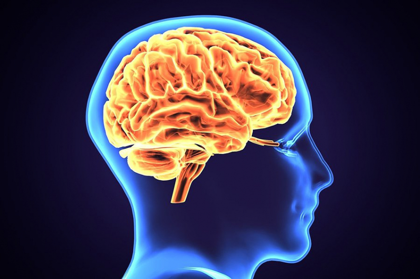 Ось «кишечник-мозг», по-видимому, играет решающую роль в агрессии