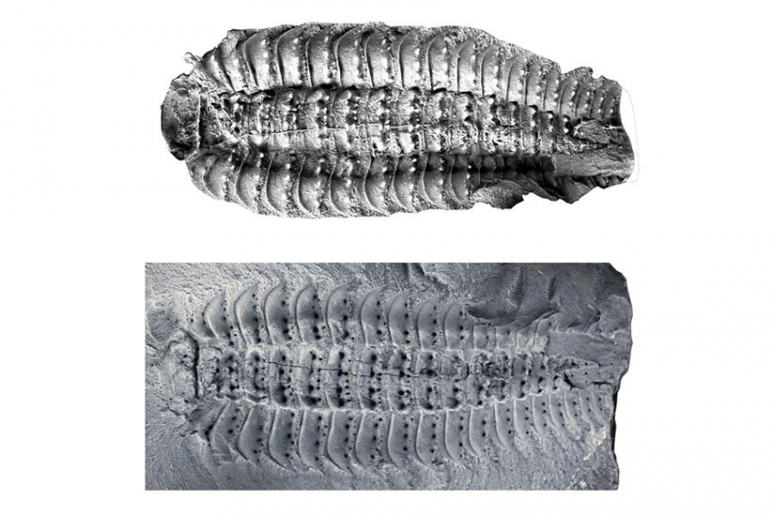 Ученые выяснили, как выглядело самое большее насекомое на Земле