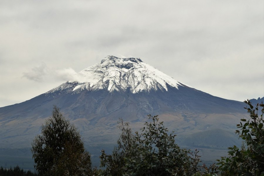 Опровергнут тезис о массовом вымирании растений в Эквадоре