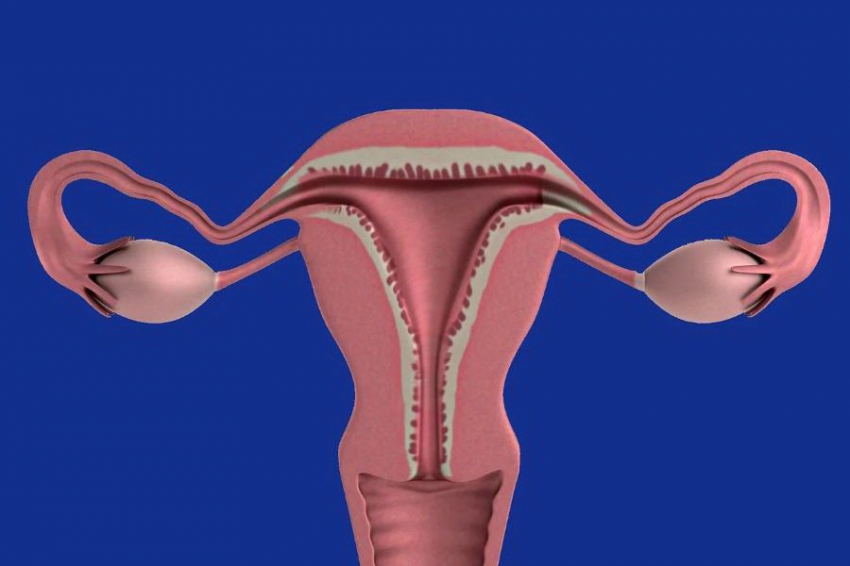 Ученые определили клетки, способствующие развитию карциномы яичников