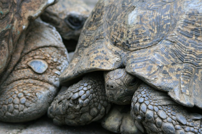Геном черепахи дает новые подсказки об эволюции позвоночных