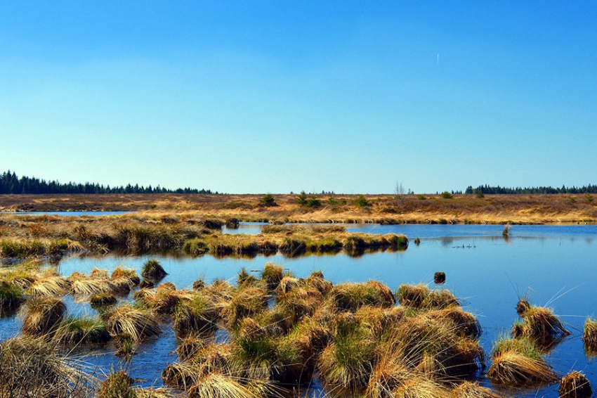 CEE: болота обеспечивают экономически эффективную защиту побережья