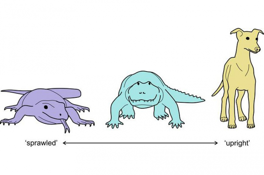 Ученые выяснили, как млекопитающие перешли к прямохождению